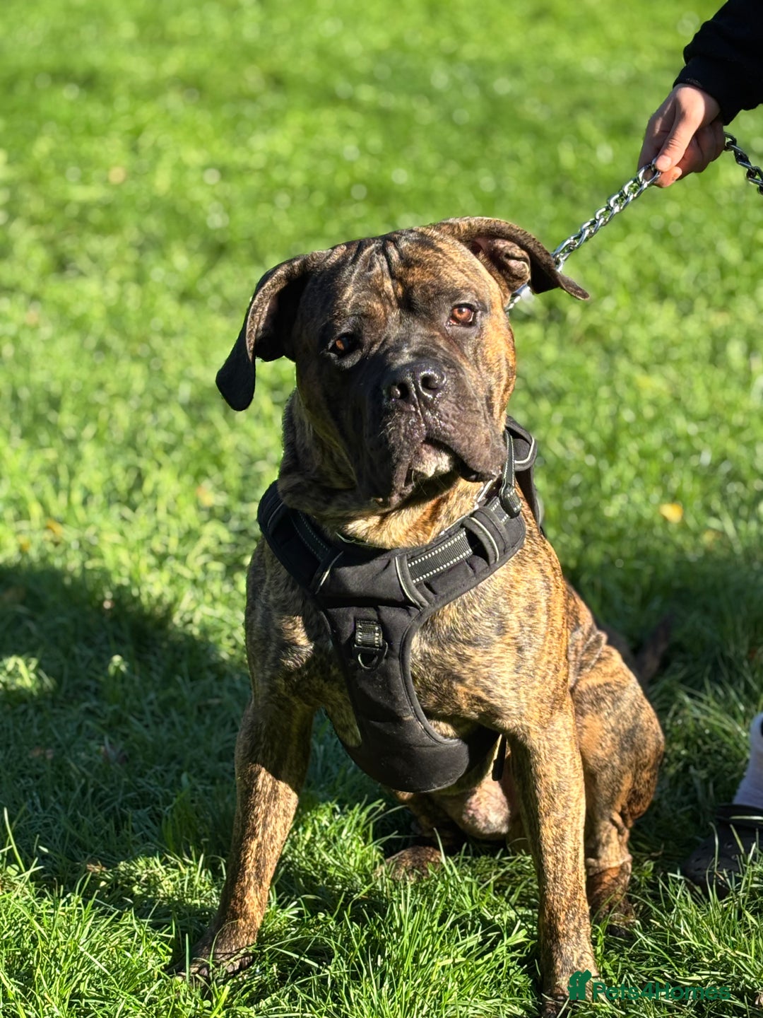 Cane Corso dogs for sale: Cane corso - Image 3
