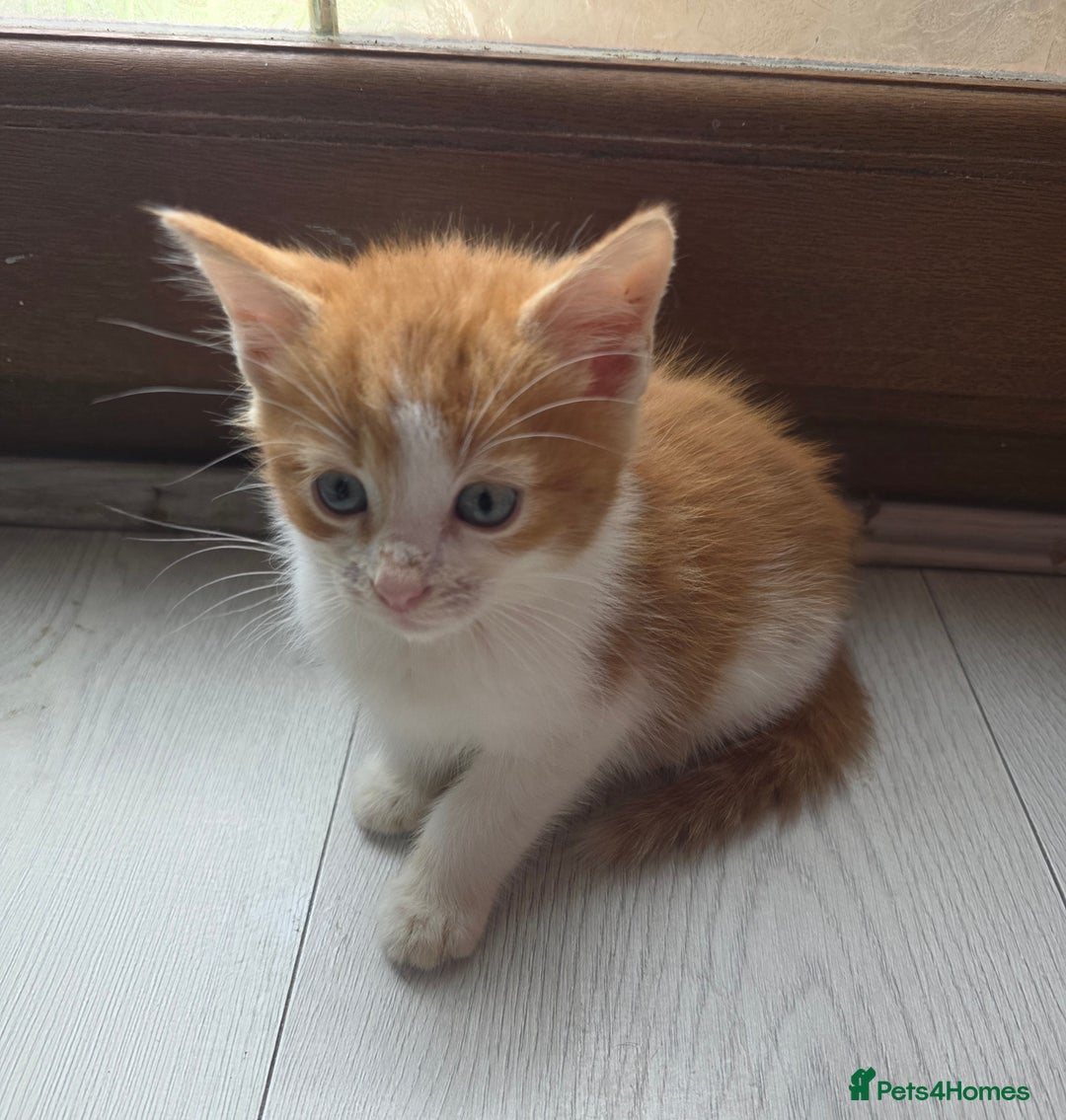 Mixed Breed cats for sale: Beautiful Calico Kittens - Image 15