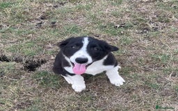 Border Collie dogs for sale: Excellent litter of border collie puppies for sale in Witney - Image 24