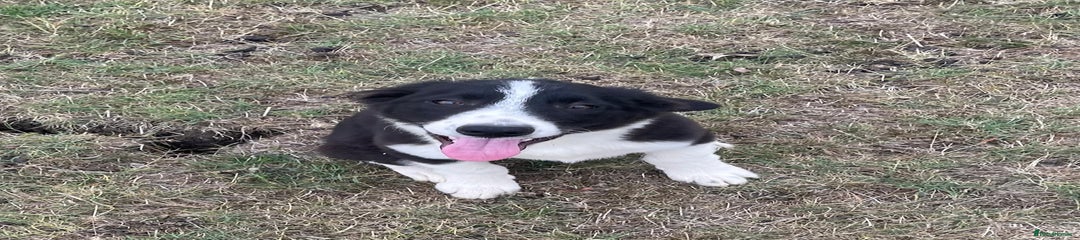 Border Collie Puppy 6