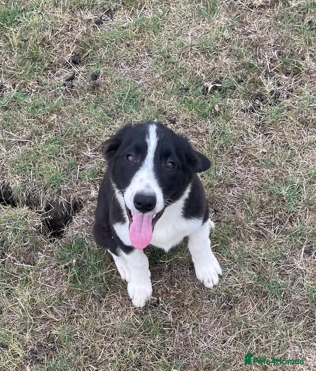 Border Collie dogs for sale: Excellent litter of border collie puppies for sale in Witney - Image 24