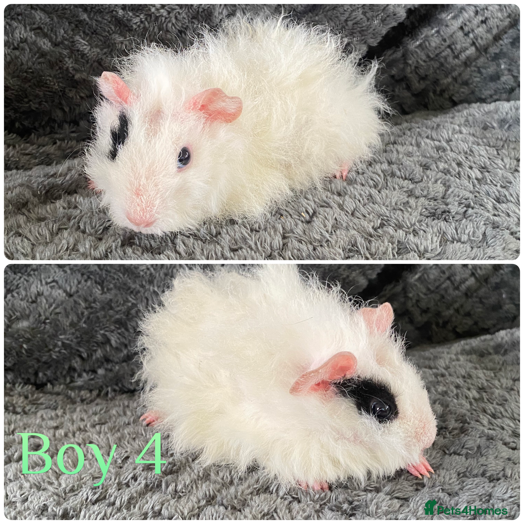 Guinea Pig rodents for sale: 3 handsome boys  - Image 2