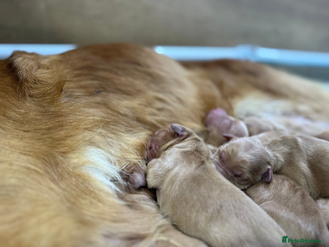 Golden Retriever dogs for sale: FOX RED WORKING GOLDEN RETRIEVERS- 5 STAR BREEDERS - Image 13