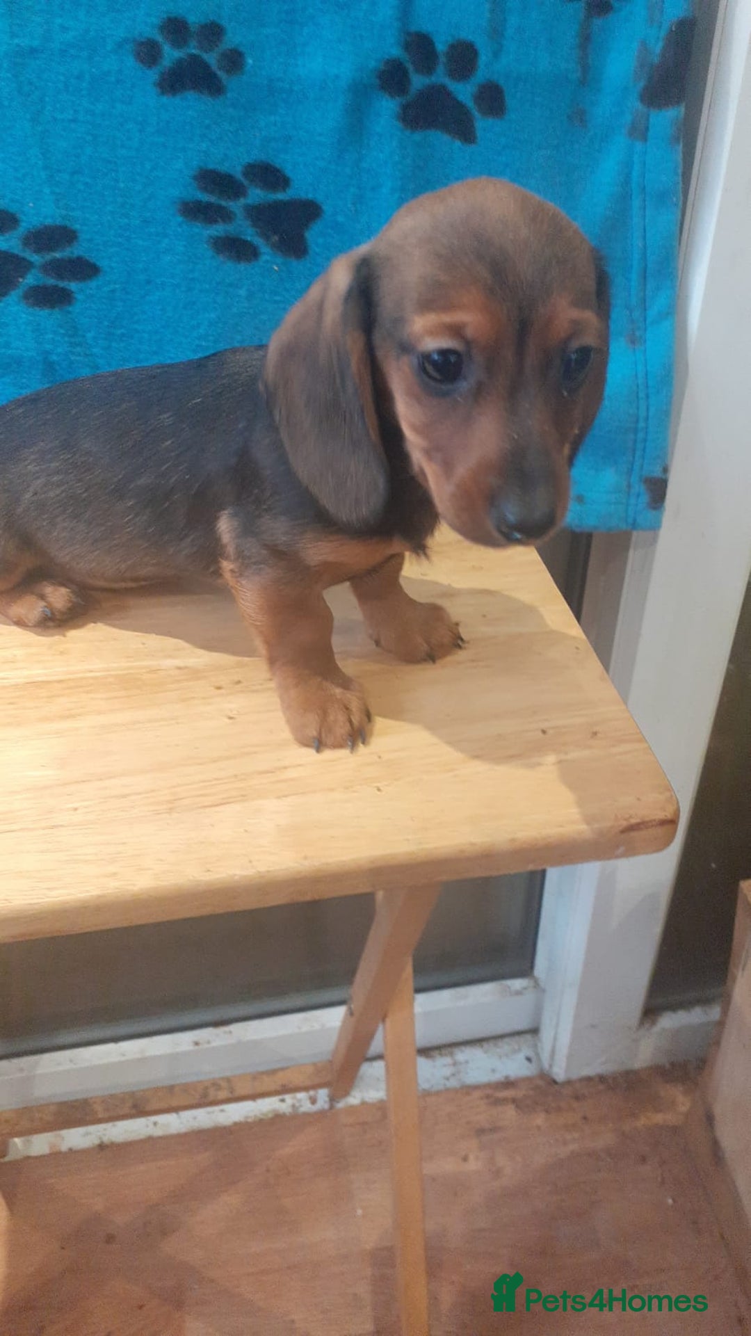 Miniature Dachshund dogs for sale: Gorgeous Miniature dachshund ready now - Advert 8