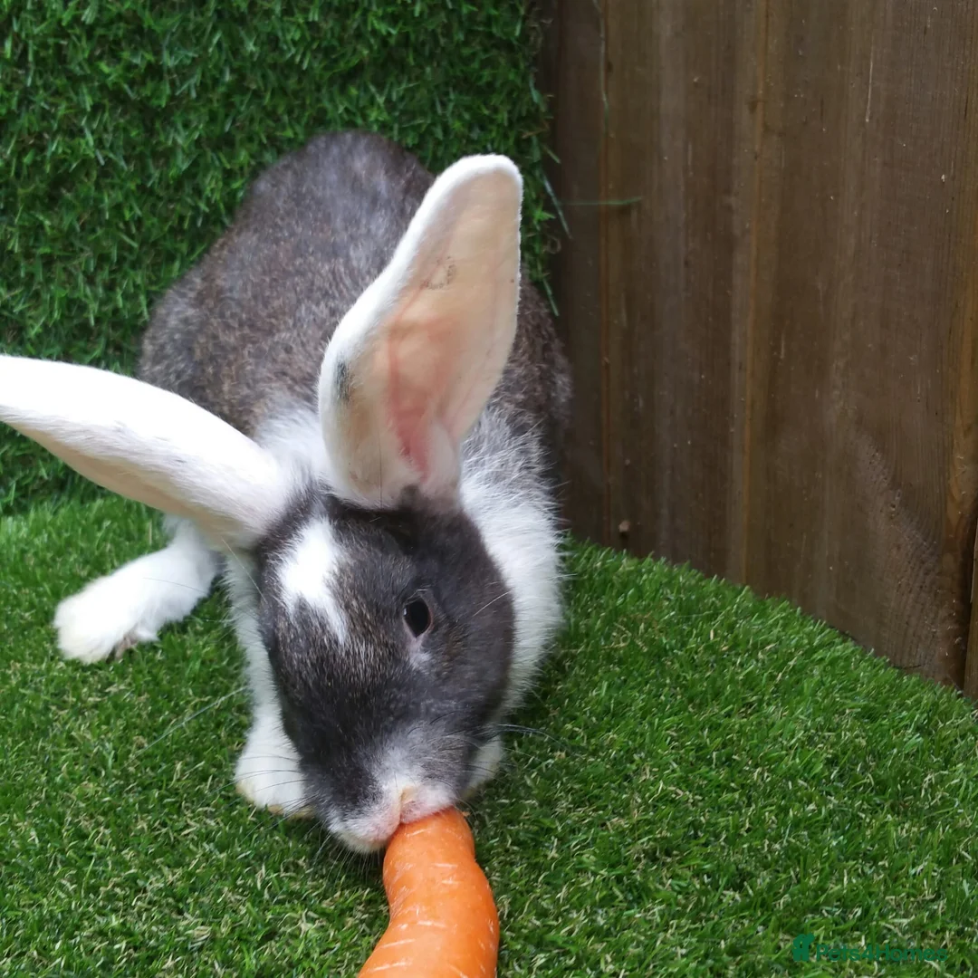 Continental Giant rabbits for sale: Pure Continental Giants - White Eared - RESERVE  - Advert 19