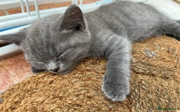 British Shorthair cats for sale: British Shorthair kittens  - Image 3