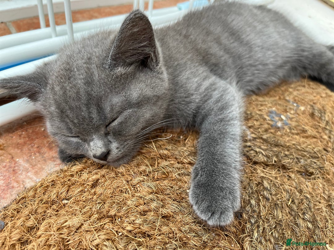 British Shorthair cats for sale: British Shorthair kittens  - Image 3