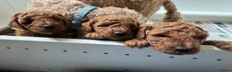 Miniature Poodle dogs for sale: Gorgeous Red Miniature Poodle pups KC Registered  in Exmouth - Advert 14