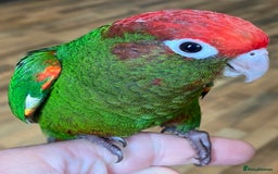 Conures birds for sale: Rose Crowned Conure Pyrrhura Rhodocephala  - Image 9