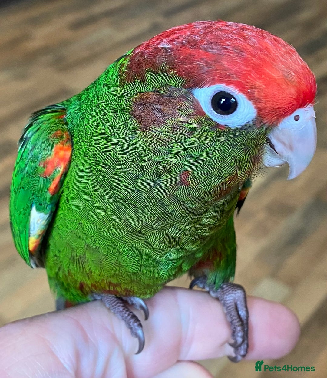 Conures birds for sale: Rose Crowned Conure Pyrrhura Rhodocephala  - Image 9