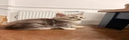 Maine Coon cats for sale: ✨🐾 MEET YOUR FUTURE MAINE COON COMPANION 🐾✨ - Advert 9