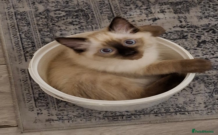Ragdoll cats - Advert 18