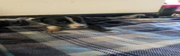 Border Collie dogs for sale: Isds registered border collie pups  - Advert 32