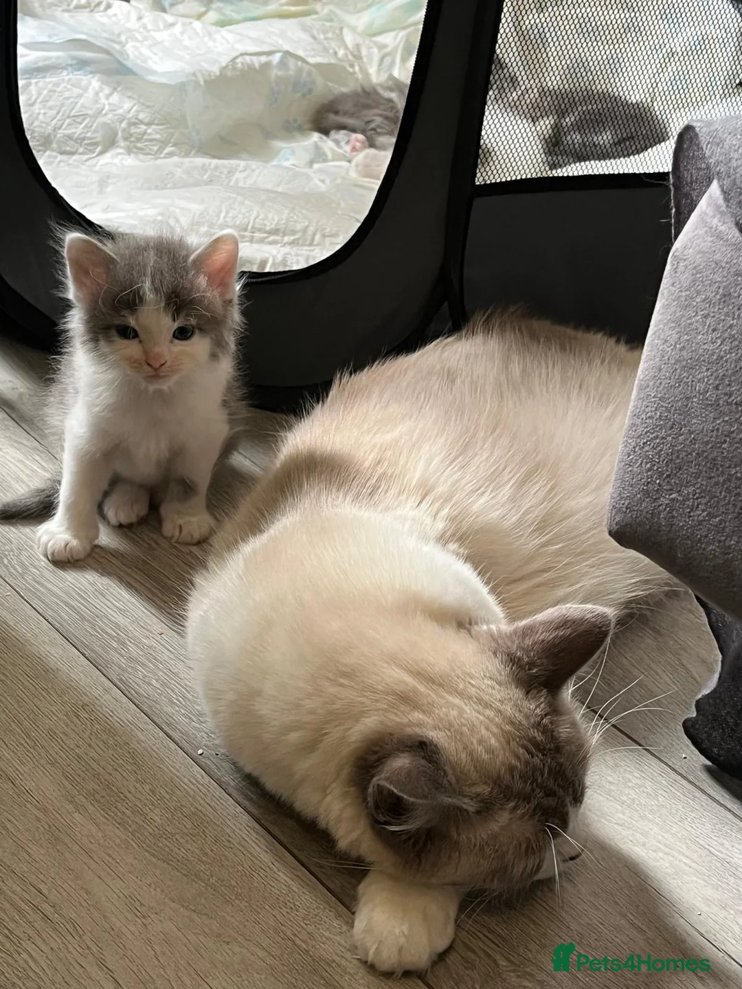 British Shorthair cats for sale: Beautiful Ragdoll x Tabby Kittens– 3 Boys/2 Girls in Manchester - Advert 2