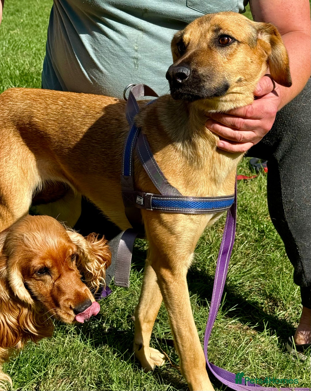 Dog Rehoming Dogs Free To Good Homes Near Me Rspca Dogs Unwanted