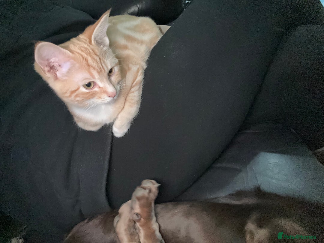 Ragdoll cats for sale: male kitten ragdoll cross bengal x  - Advert 8