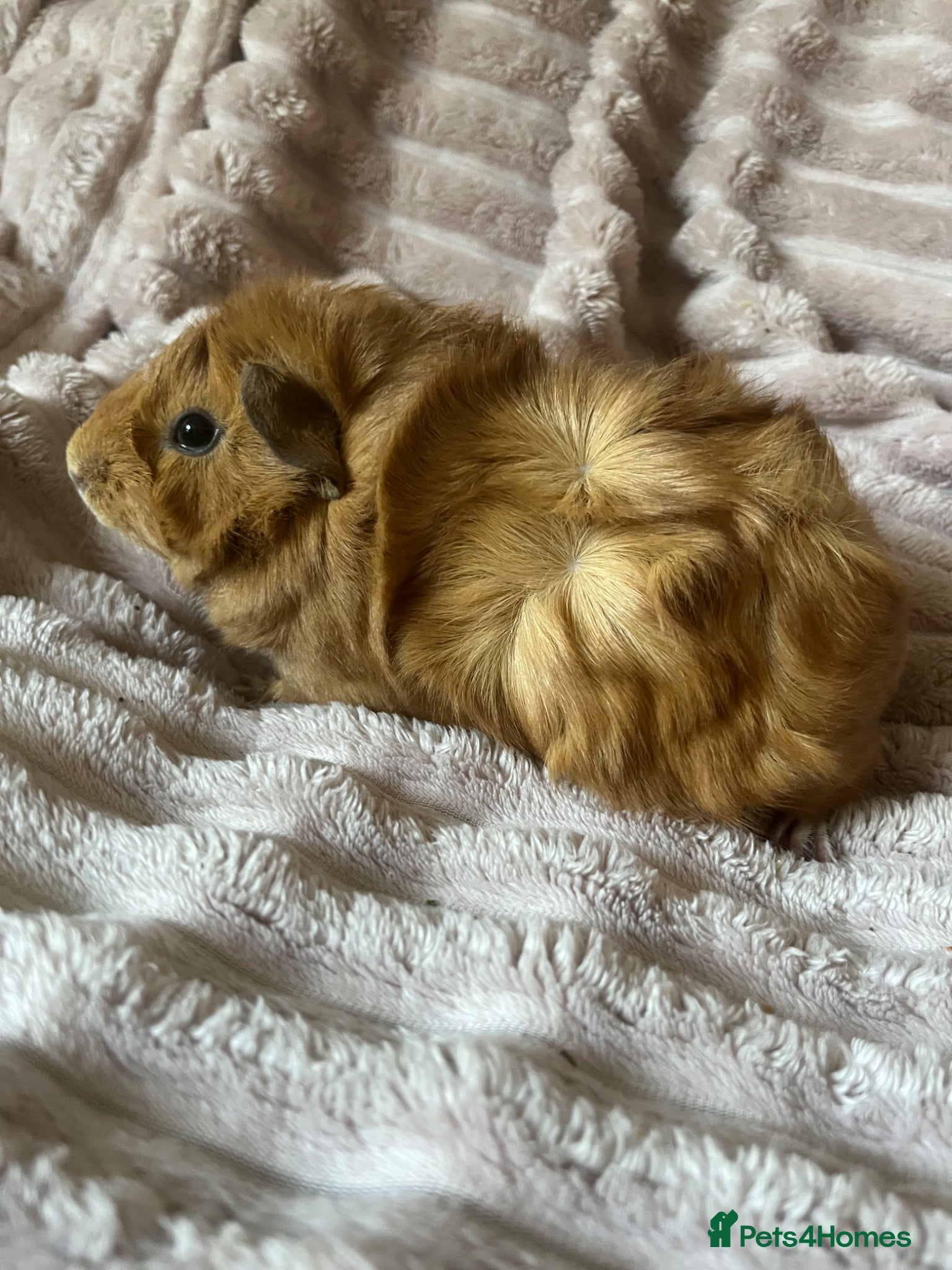 Guinea Pig rodents Female Guinea Pig - Advert 1