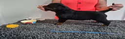 Rottweiler dogs for sale: Stunning fully health tested rottweiler pups in Sheffield - Advert 14