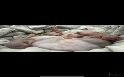 Sphynx cats for sale: 4 Sphynx Kittens ready soon! - Image 1