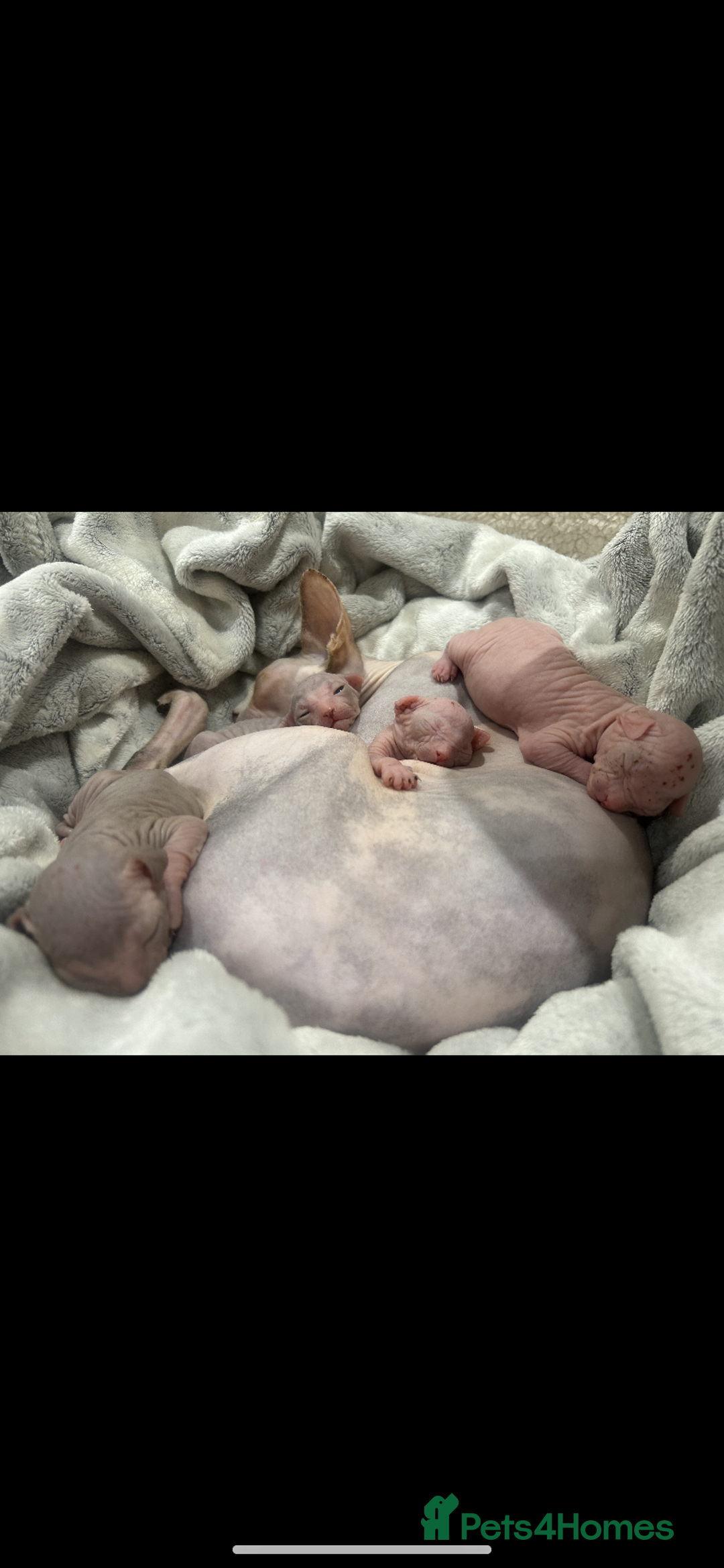 Sphynx cats for sale: 4 Sphynx Kittens ready soon! - Image 1