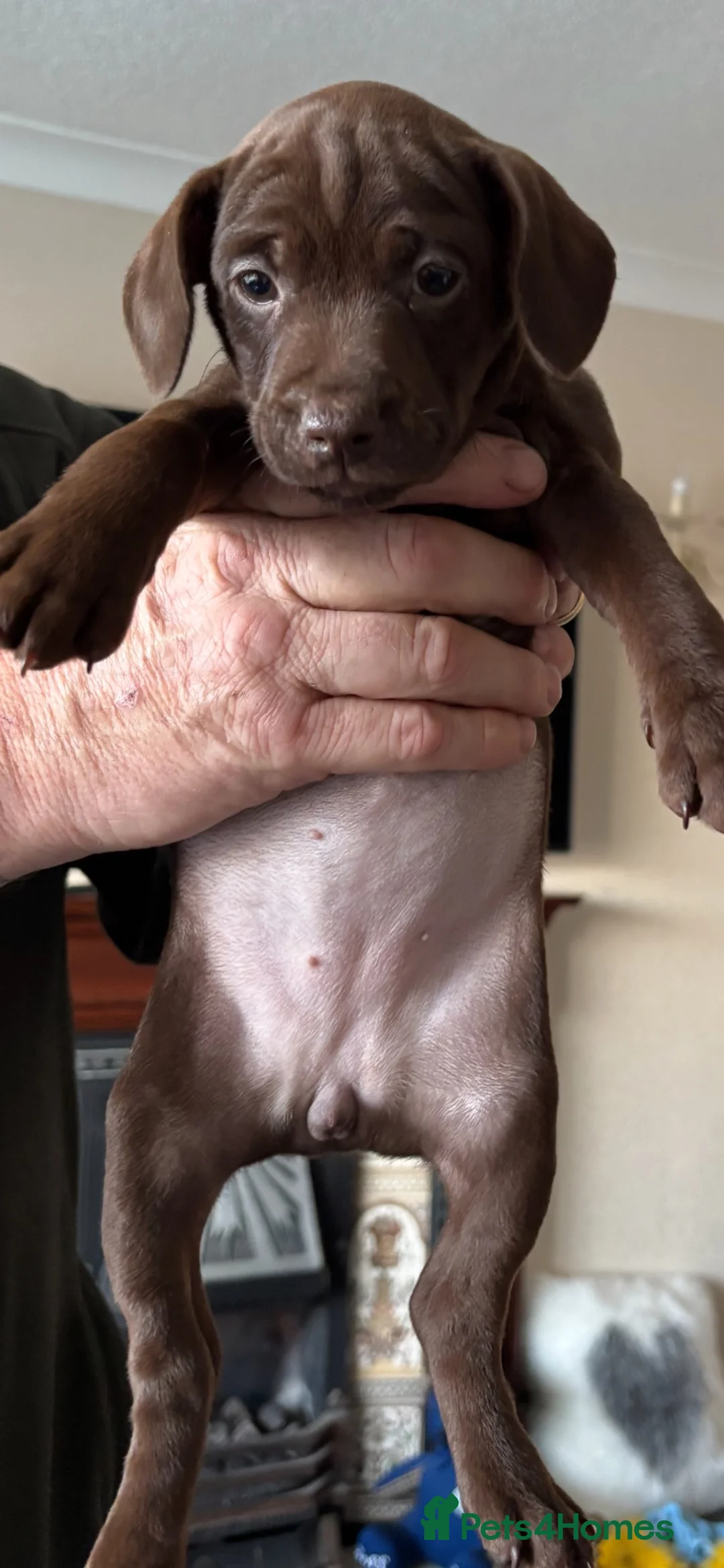 Patterdale Terrier dogs for sale: Chocolate Patterdale bitch  - Advert 2