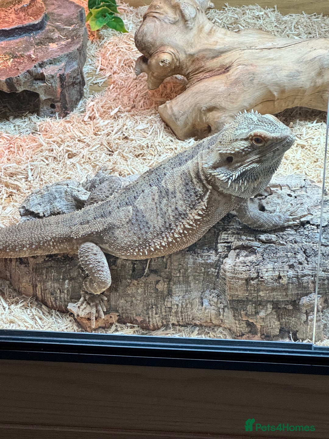 Bearded Dragon reptiles for sale: 18 month Male bearded dragon  - Advert 14