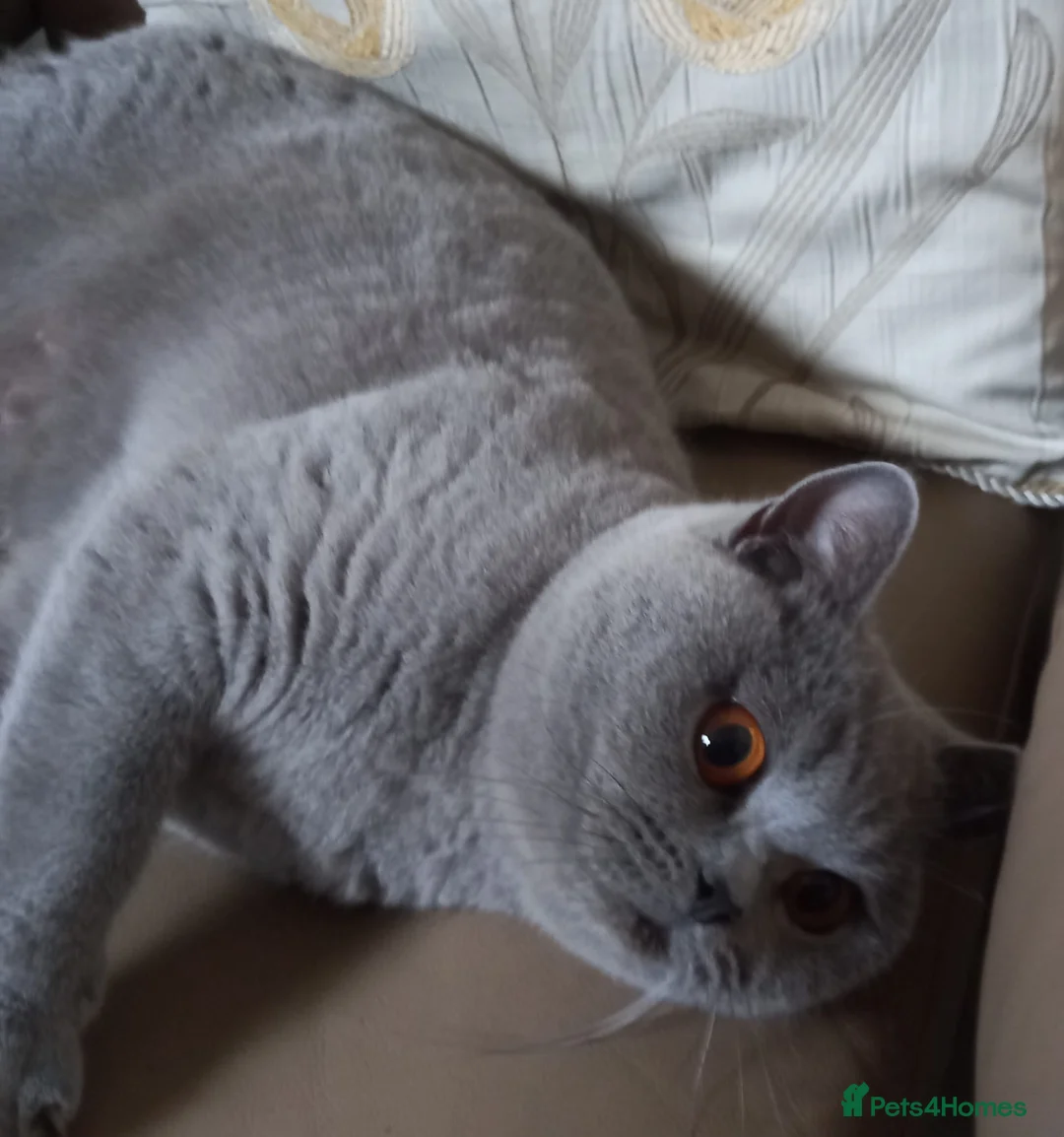 British Shorthair cats for sale: British shorthair blue male - Advert 1