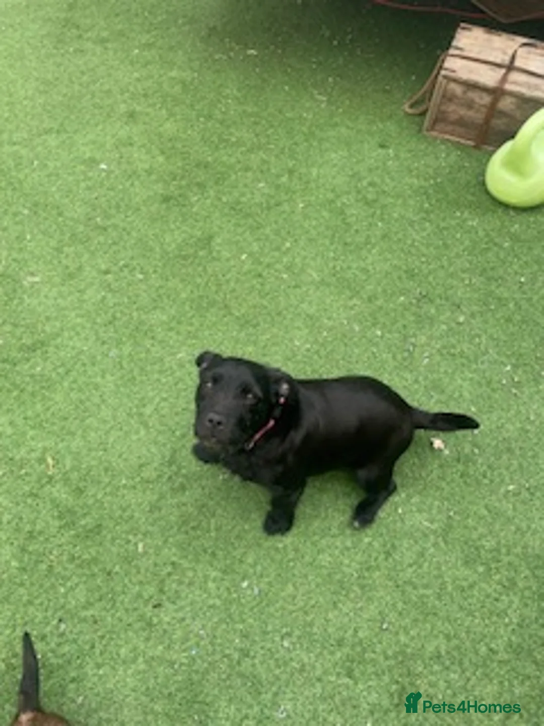 Mixed Breed dogs for sale: Patterdale terrier x Lakeland terrier  in Glasgow - Advert 2