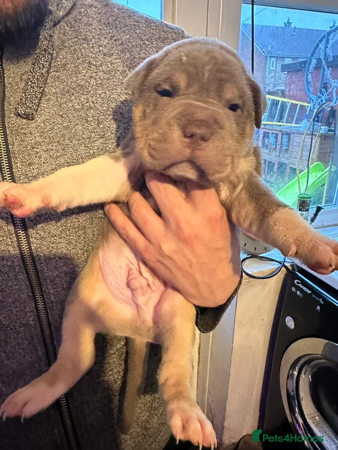 Mixed Breed dogs for sale: Bully x sharpei in Middlesbrough - Advert 2