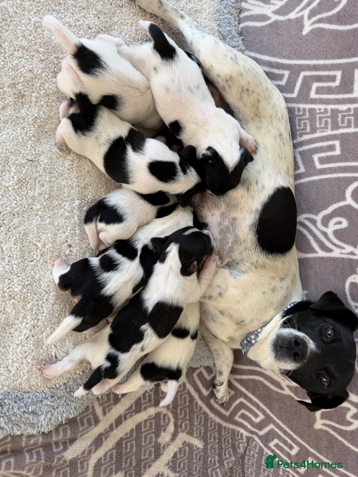 Jack Russell dogs Short legged Jack russells - Advert 1