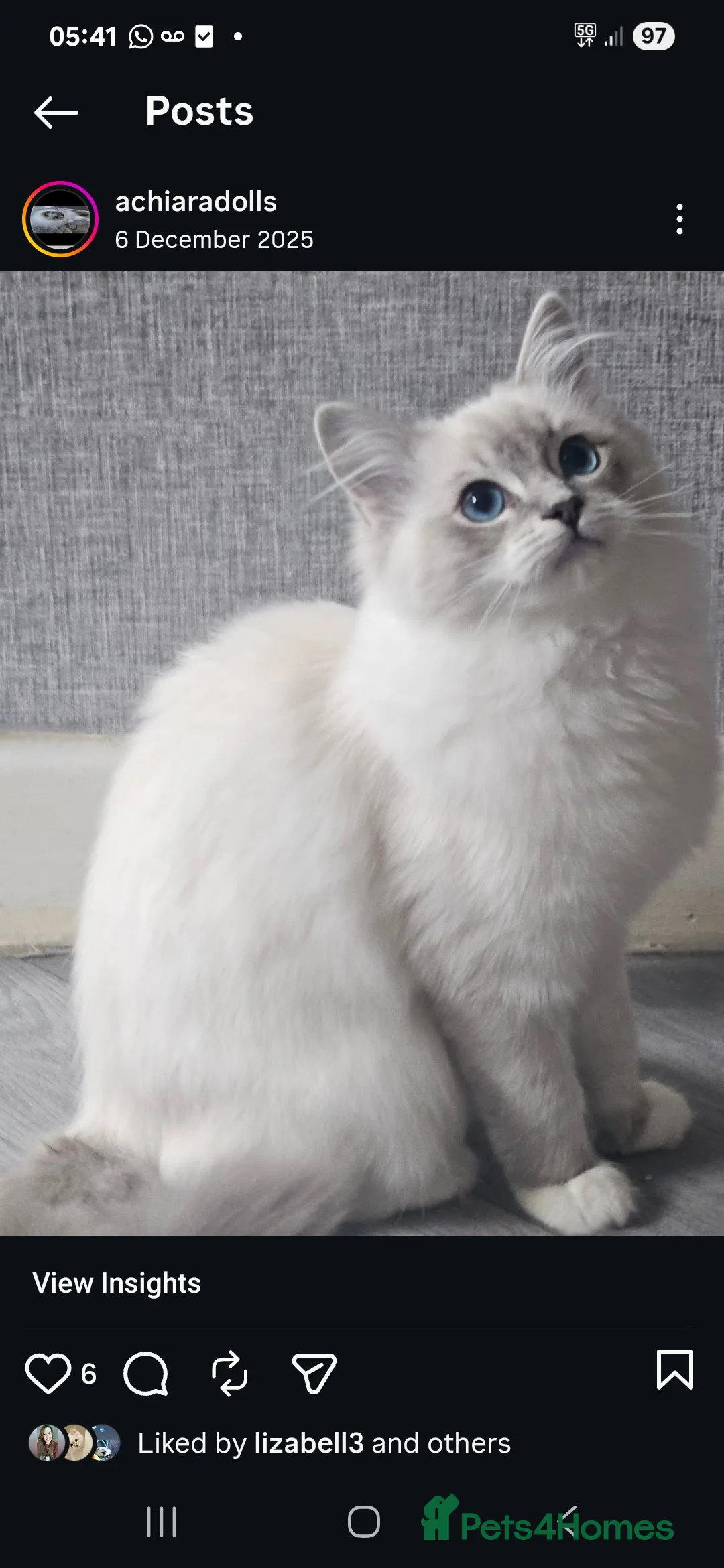 Ragdoll cats for sale: Tica active blue tabby ragdoll - Advert 14