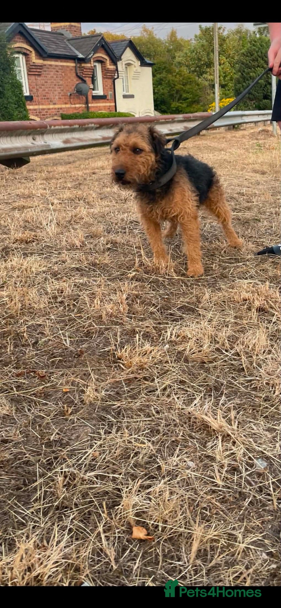 Lakeland Terrier dogs Lakeland terrier - Advert 1
