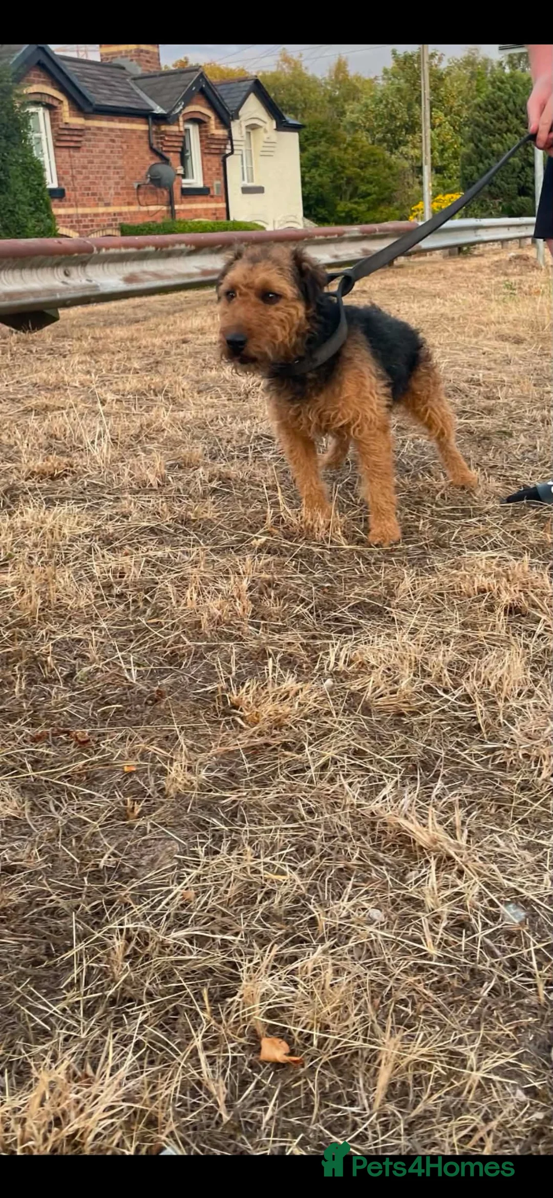 Lakeland Terrier dogs for stud: Lakeland terrier - Advert 1