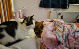 Mixed Breed cats for sale: Loving home needed for Chloe - Image 6