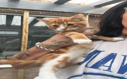 Mixed Breed cats for sale: Two bonded males  - Image 1