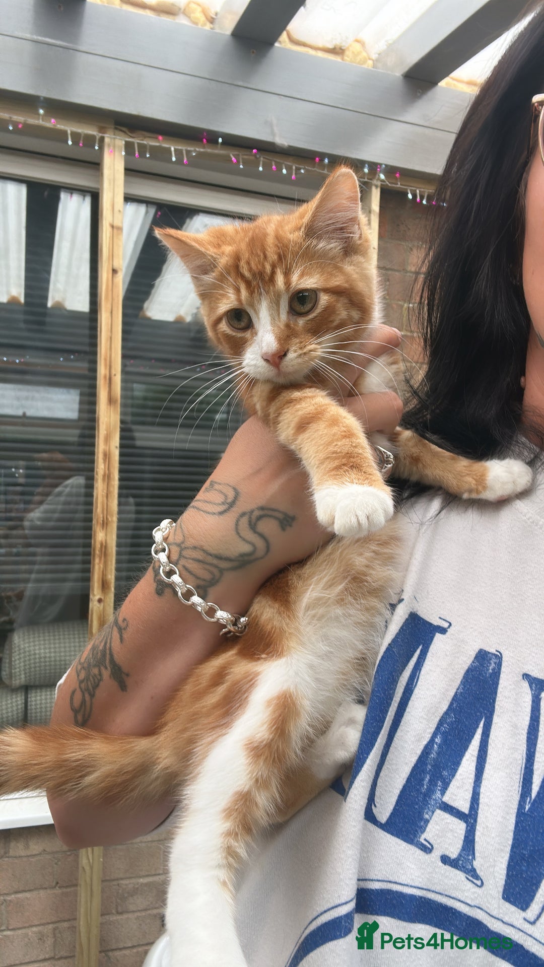 Mixed Breed cats for sale: Two bonded males  - Image 1