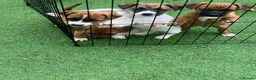 Jack Russell dogs for sale: Beautiful jack Russell puppies  in Burford - Advert 6