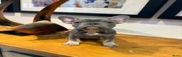 French Bulldog dogs for sale: French bulldog puppies - Advert 4