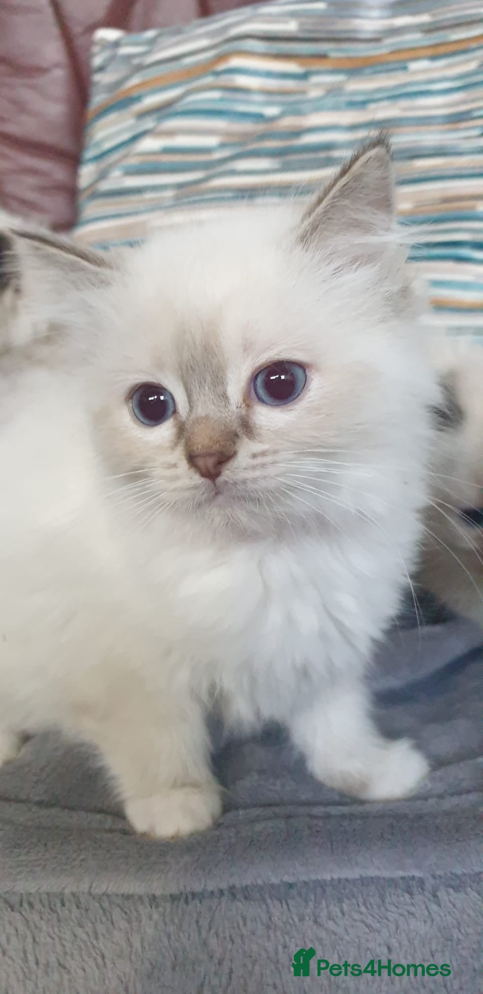 Ragdoll cats Stunning GCCF Registered Ragdoll Kittens. - Advert 2