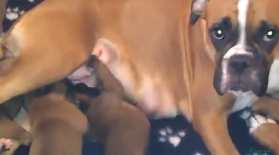 Boxer dogs for sale: Stunning KC reg female boxer with free insurance - Image 4