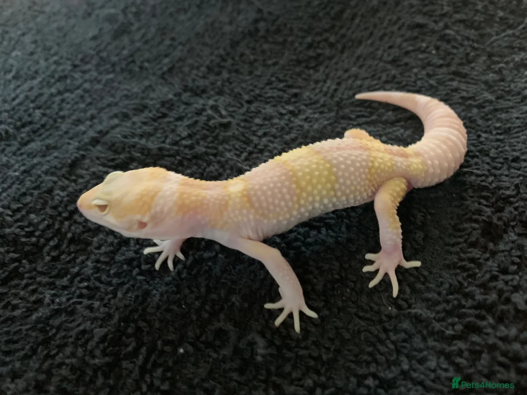Leopard Gecko reptiles for sale: Albino leopard geckos cb26 - Advert 2
