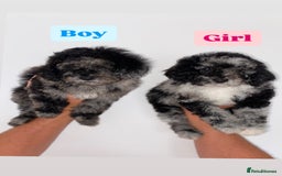 Cockapoo dogs for sale: Beautiful Cockapoos ready now 🏠 🤎 - Image 3