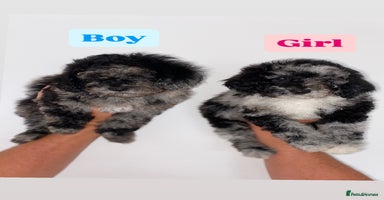 Cockapoo dogs - Advert 1