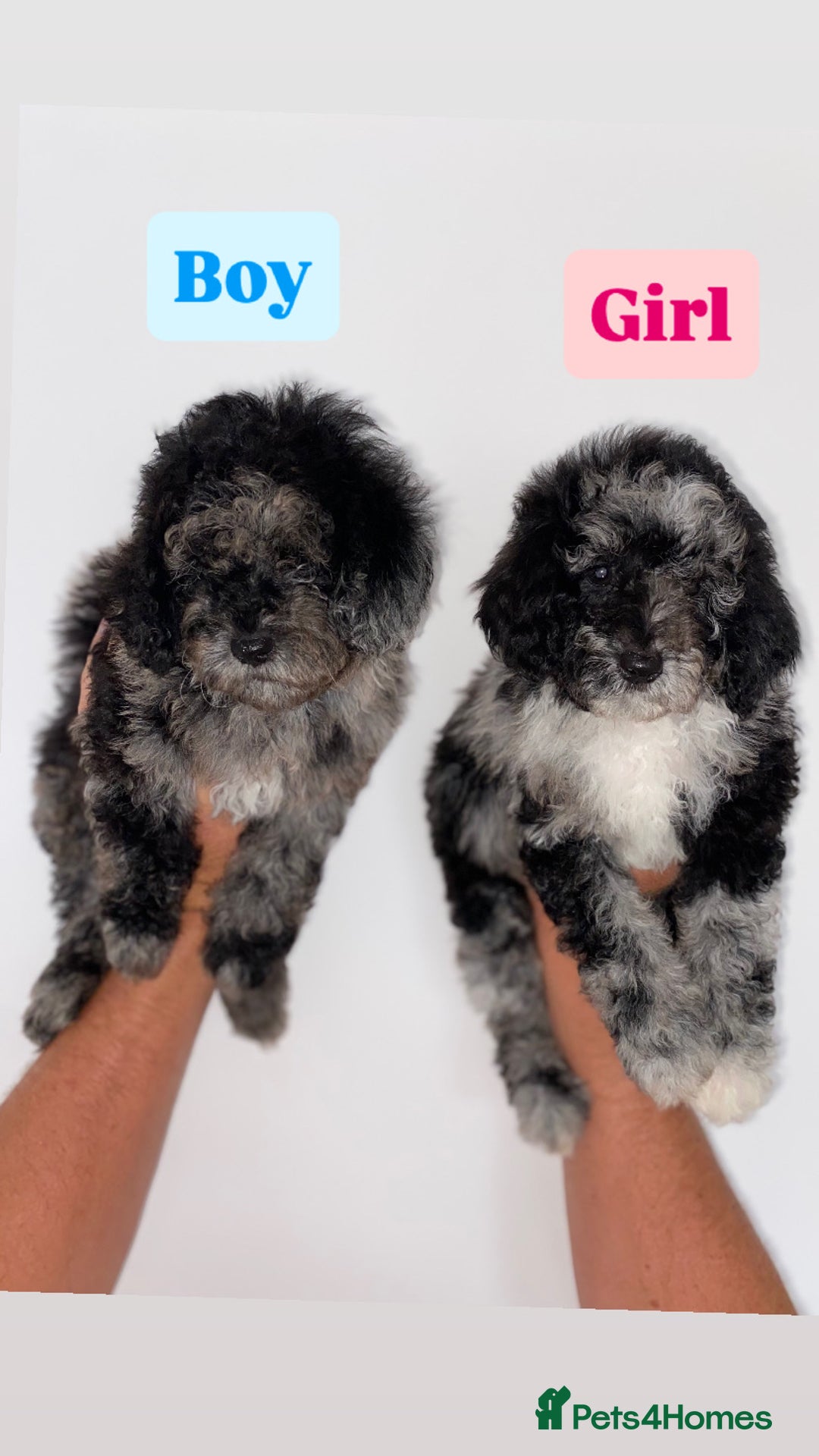 Cockapoo dogs for sale: Beautiful Cockapoos ready now 🏠 🤎 - Image 3