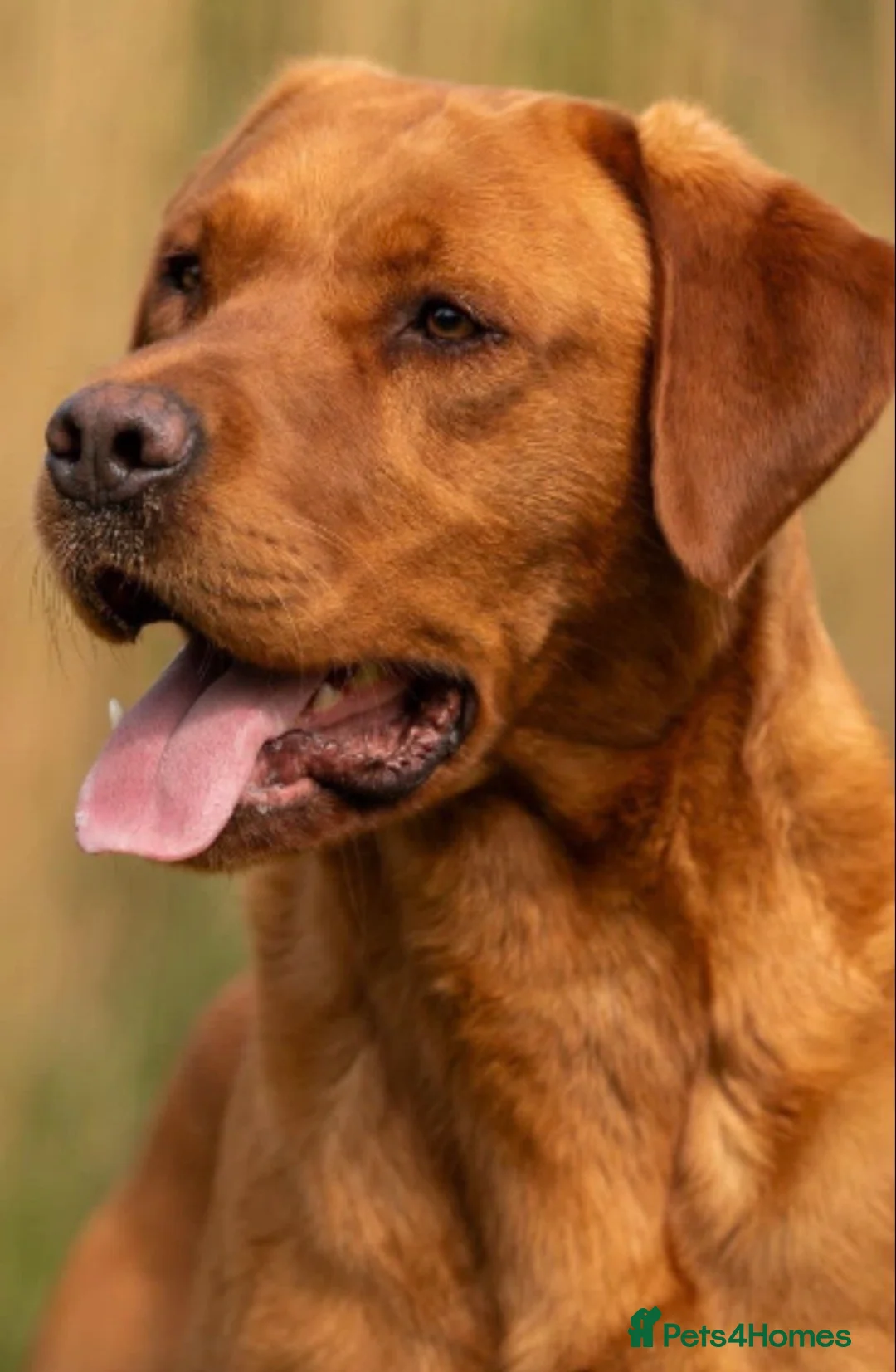 Labrador Retriever dogs for sale: Beautiful Labrador Puppies  Deep Red to Golden - Advert 5