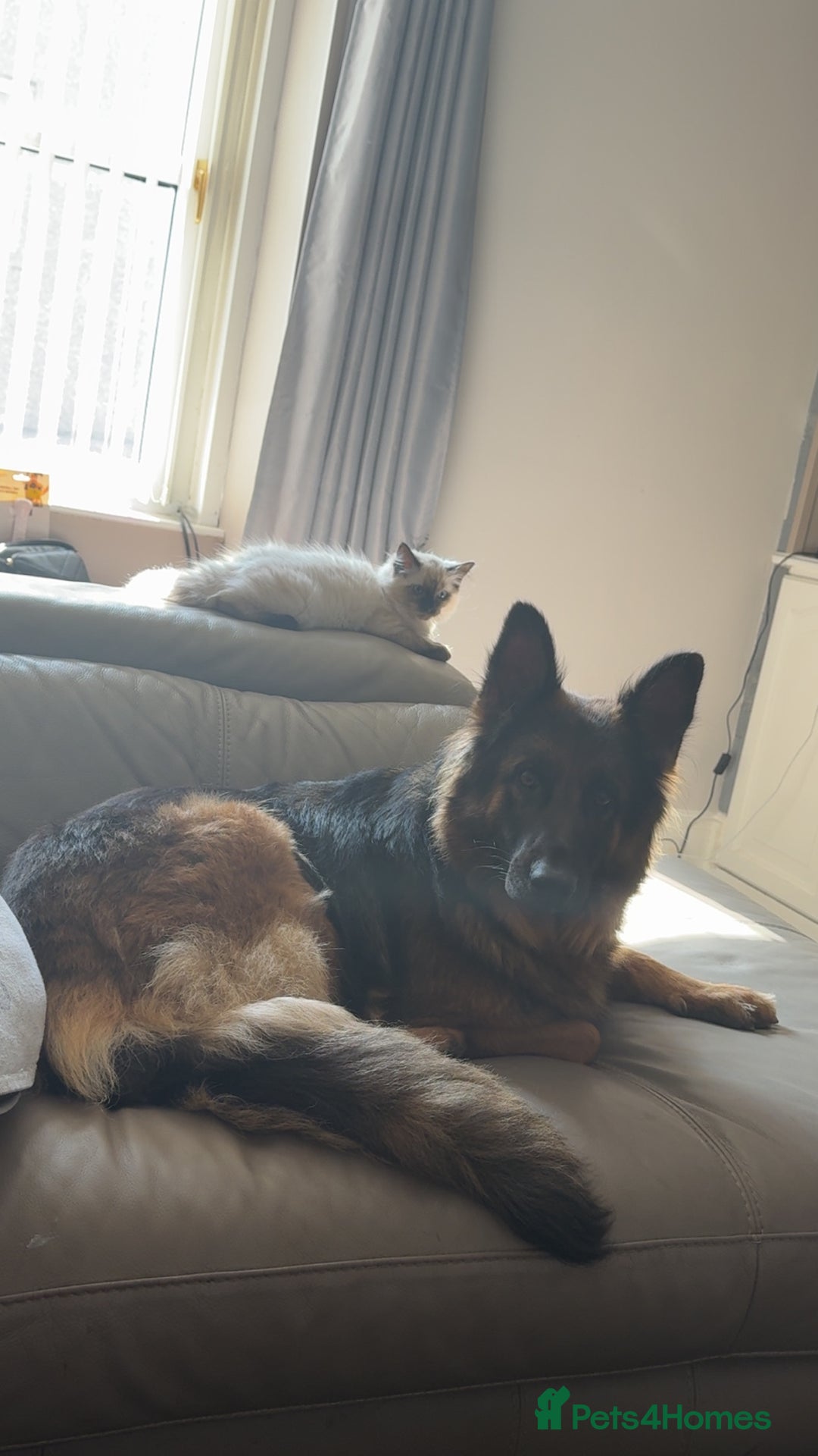 Labrador Retriever dogs for sale: Our beautiful girls - Advert 3