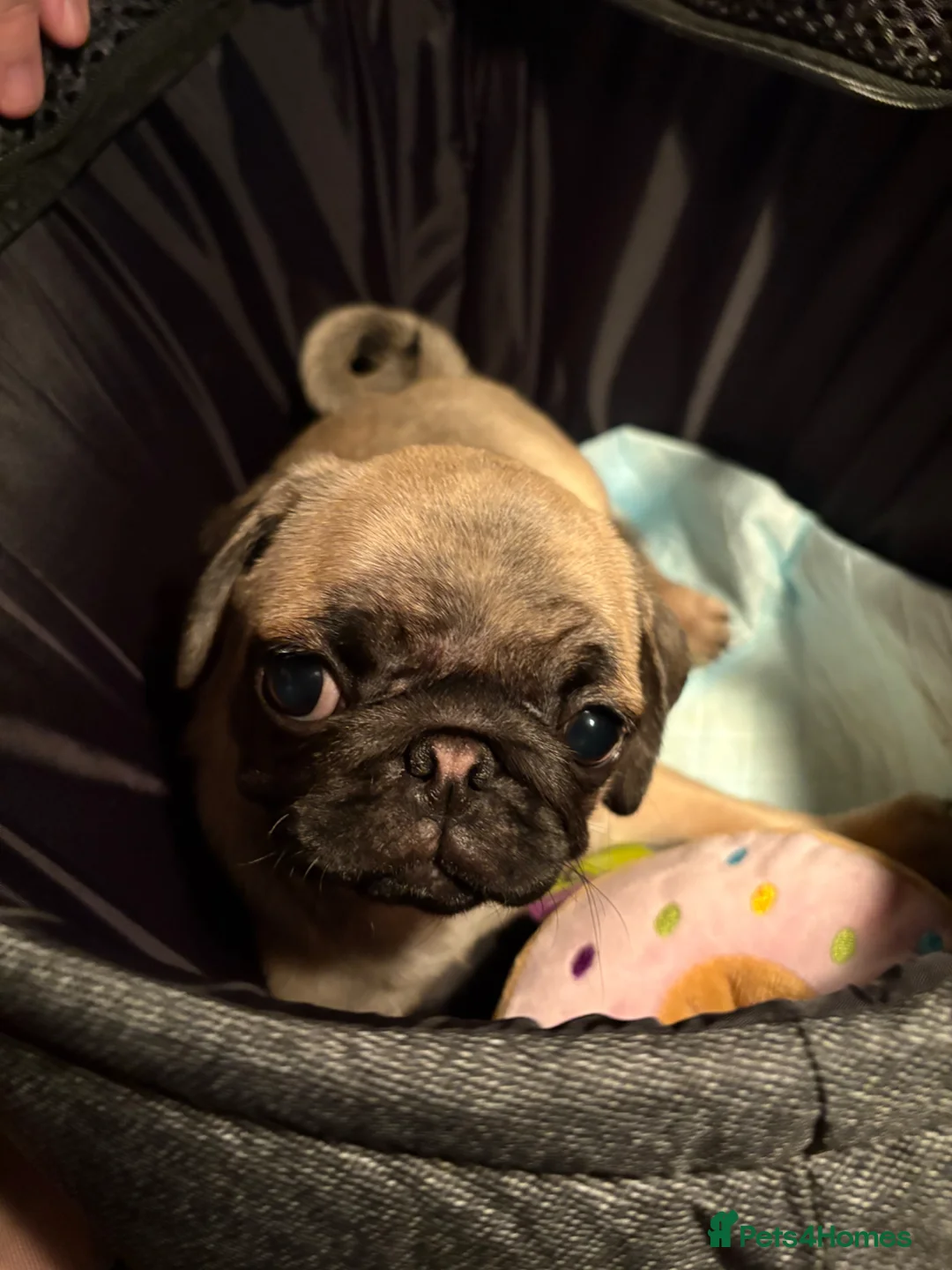 Pug dogs for sale: Beautiful 12 week old pug puppy for sale - Advert 1