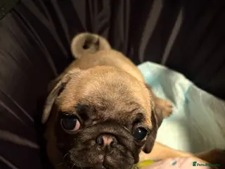 Pug dogs Beautiful 12 week old pug puppy for sale - Advert 9