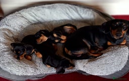 Miniature Dachshund dogs for sale: Miniature Dachshund Puppies  - Image 12