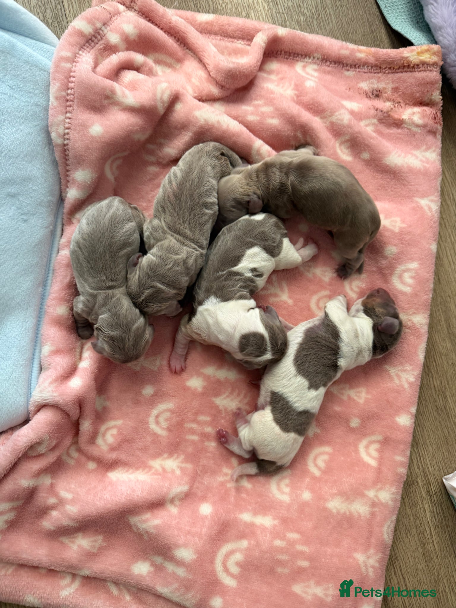 Miniature Dachshund dogs 5 beautiful puppies - Advert 3